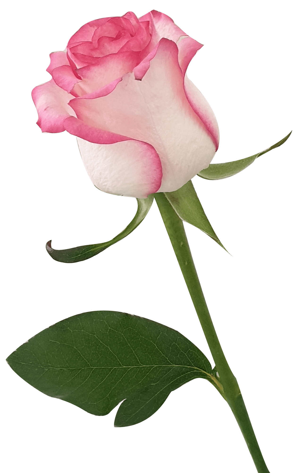 Pink Rose PNG